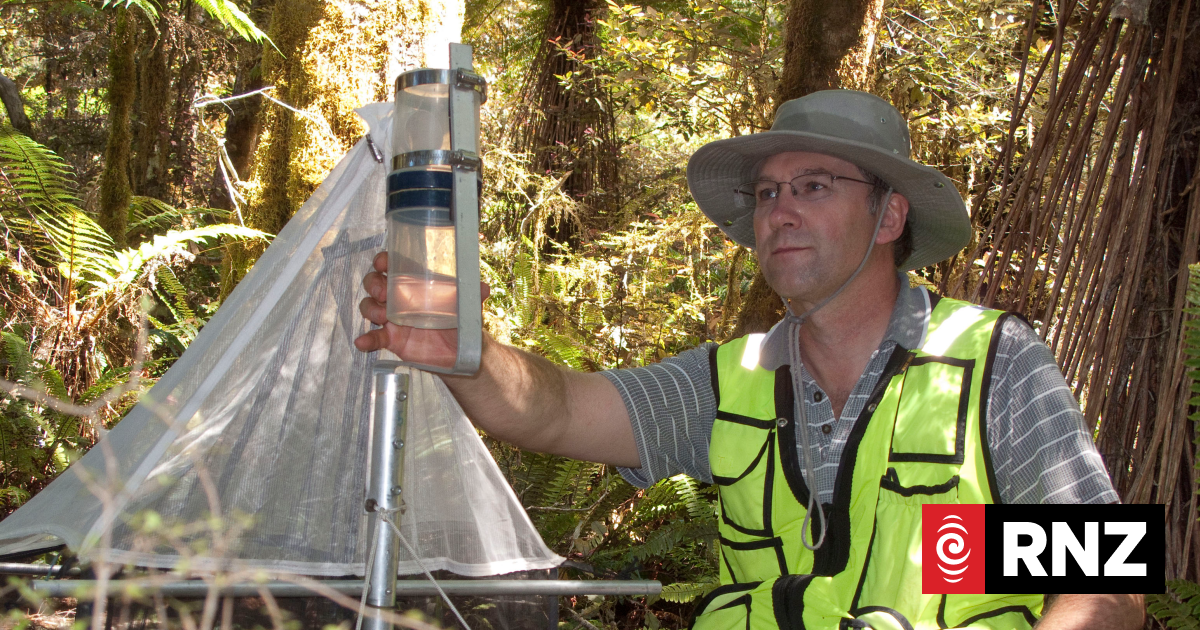 Timing critical as Kiwi wasp bait tech trialled on Auckland's hornet invaders