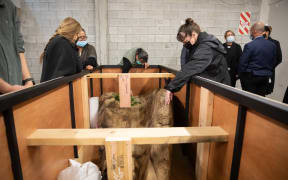 Hull of a centuries-old waka, unearthed in the banks of Te Awaikairangi, the Hutt River, is returned to its ancestral owners.
