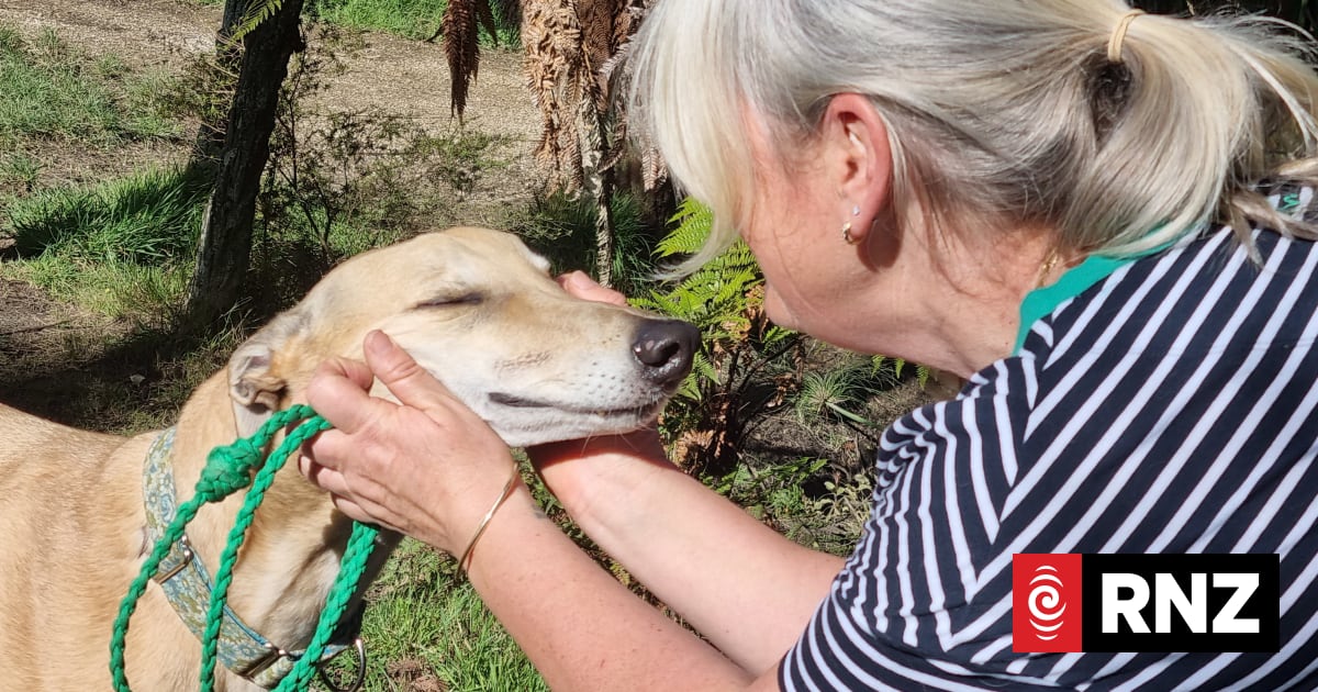 Greyhound foster mum urges others to take in ex-racing dogs waiting for 'forever families'