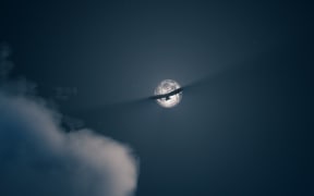 Bird in night sky
