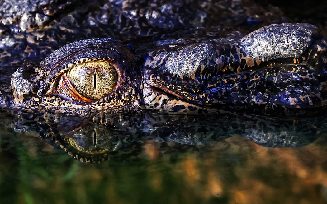 This picture taken on August 30, 2023 shows a crocodile swimming in a lagoon at Crocodylus Park located on the outskirts of the Northern Territory town of Darwin. Before government protection in the 1970s, an estimated 98 per cent of the wild saltwater crocodile population had disappeared in the Northern Territory, driven by leather demand and culling. Now, according to government figures, over 100,000 "salties", which can grow up to six metres long and weigh up to 1,000 kilograms (2,200 pounds), hunt along the coasts, rivers and wetlands of the continent's far north. (Photo by DAVID GRAY / AFP) / To go with AFP story 'AUSTRALIA-ANIMAL-CONSERVATION-TOURISM-FASHION' by ANDREW LEESON