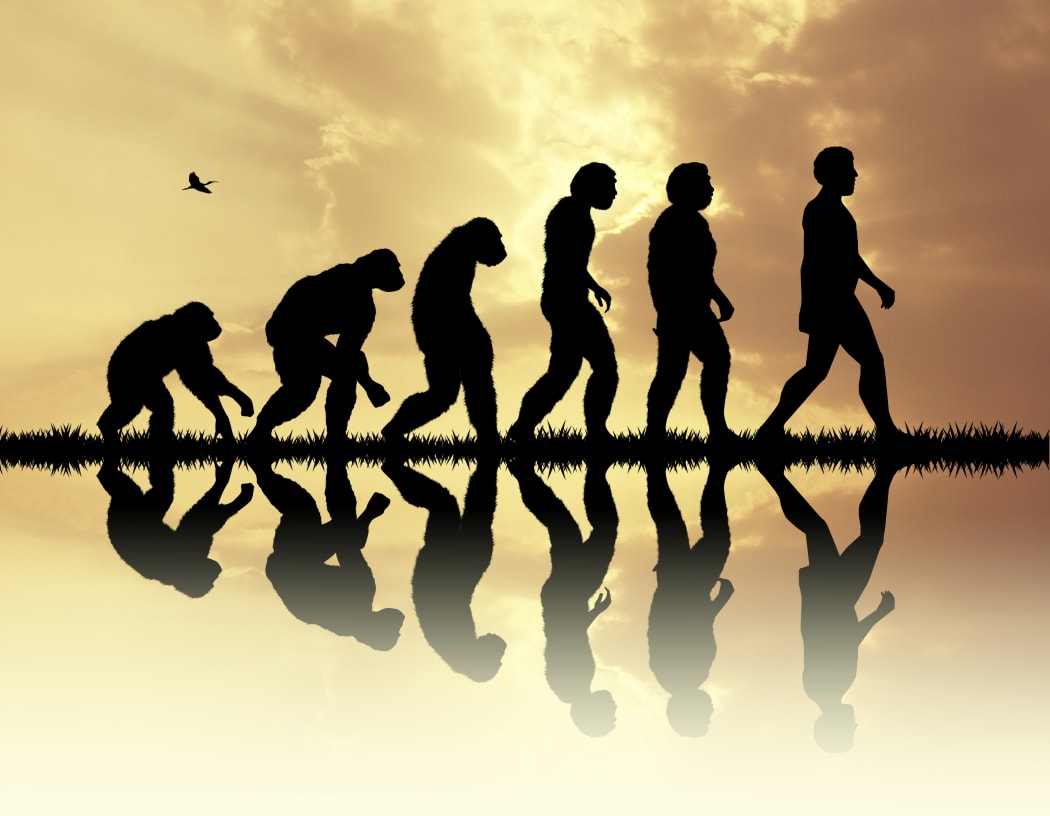 Human evolution