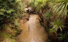 A stream through Massey Pony Club overflowed and flooded the paddocks where horses lived.