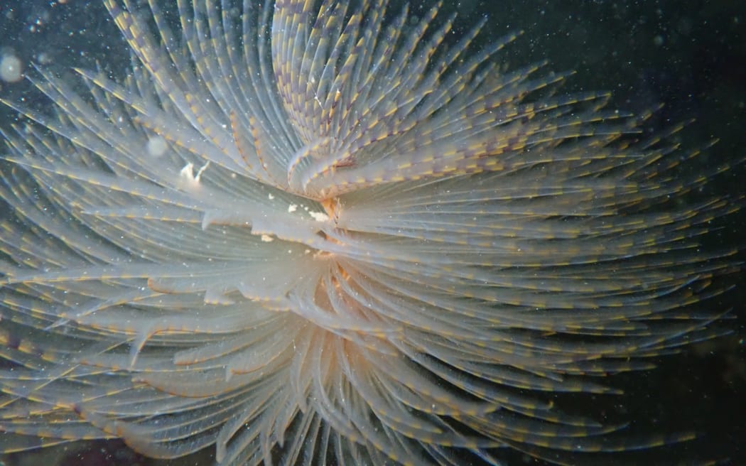 The Mediterranean fanworm.