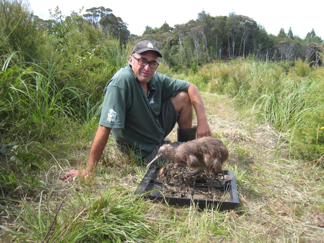 Department of Conservation Ranger Karl Fisher with his stuffed training kiwi Roger.  Roger, an adult Project Kiwi male, was hit by a car in 2013.  He sits on a tray of freshly scented kiwi litter, which had been gathered from another Kuaotunu kiwi currently being raised by Kiwi Encounter in Rotorua.