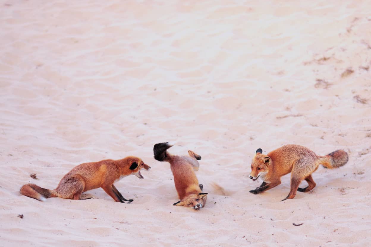 Young photographer category winner: Hit the dance floor - foxes in a breakdance battle Paula Rustemeier.