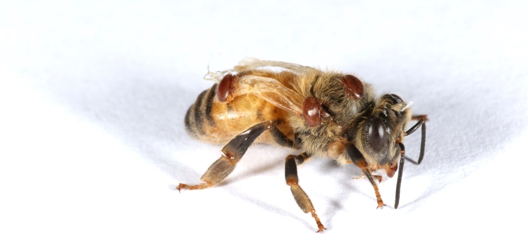a picture of a honeybee parasitised by varroa mites