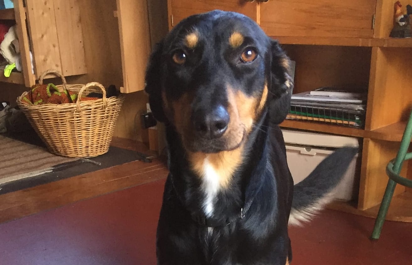 Retired Working Dogs NZ Charitable Trust