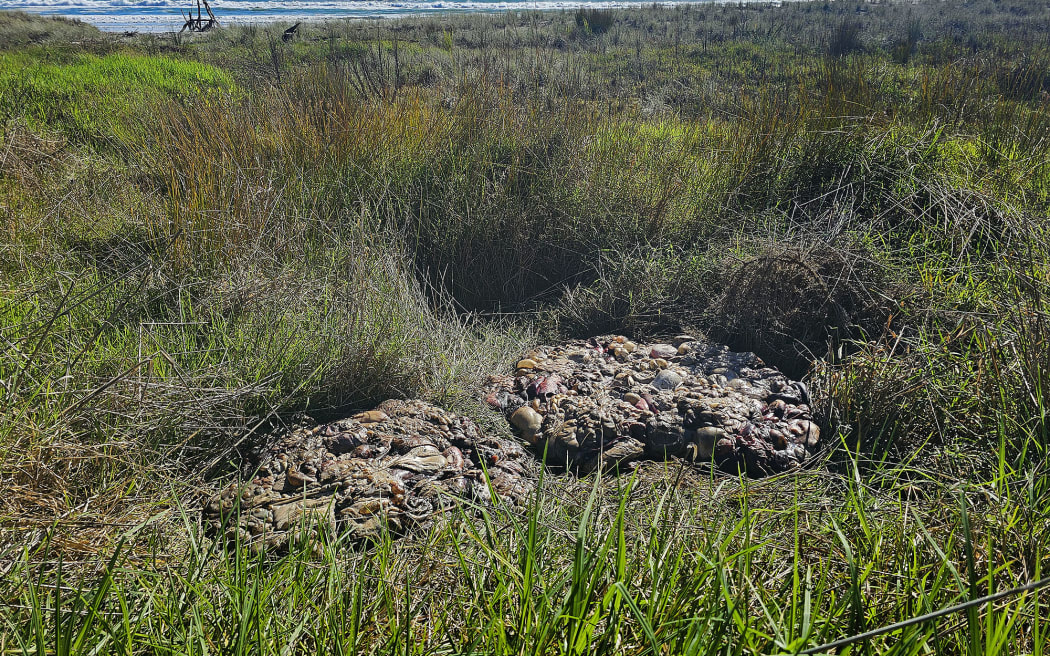Two piles of offal have been left beside a State Highway 2 layby.