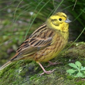 Photo for Yellowhammer