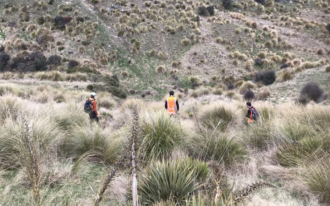 A landscape shot of tussocked grass with three people in orange high-vis vests fanned out and searching.