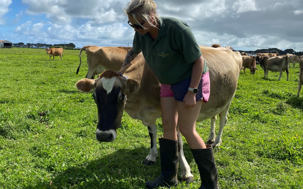 Sunflower salad bowl paddocks keep cows smiling | RNZ