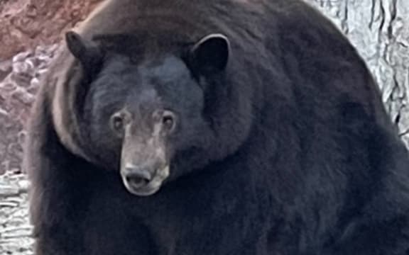 Black bear encounters are a regular occurrence in Tahoe and other areas of North America.