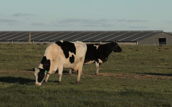 Cows on the farm infected with mycoplasma bovis.