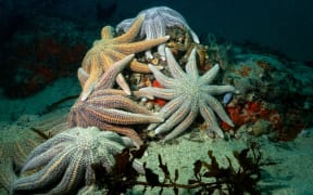 Pātangaroa/sun star
