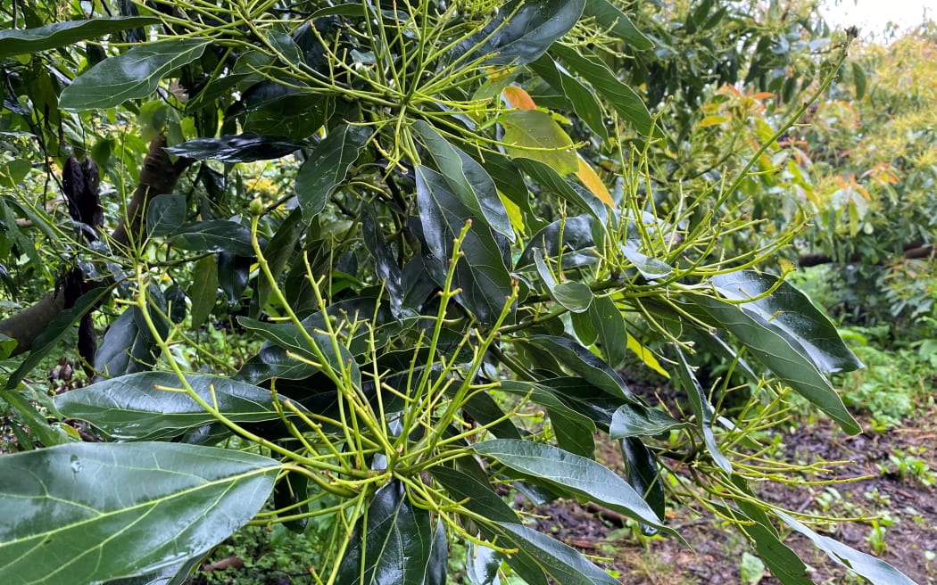 Green spindles of the avocado tree are soon to be hanging with fruit.