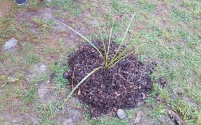 Te Tapuwae O Rakau Trust has started on plans to restore Port Hills by planting 40 cabbage trees at the Christchurch Adventure Park.