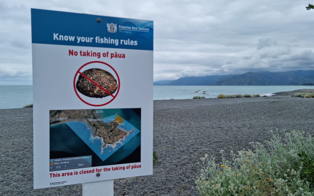 Many parts of the Kaikoura coastline have been closed to paua gathering since the earthquake in 2016.