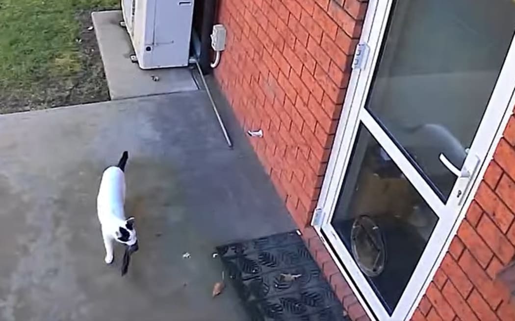 Two-year-old Nico the cat has been ransacking his neighbours' laundry, bringing home more than 200 items of clothing since April, a headache for his family who have been trying to no avail to find the owners.