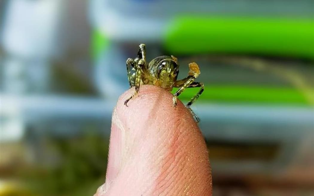 A Mahoenui giant wētā nymph.