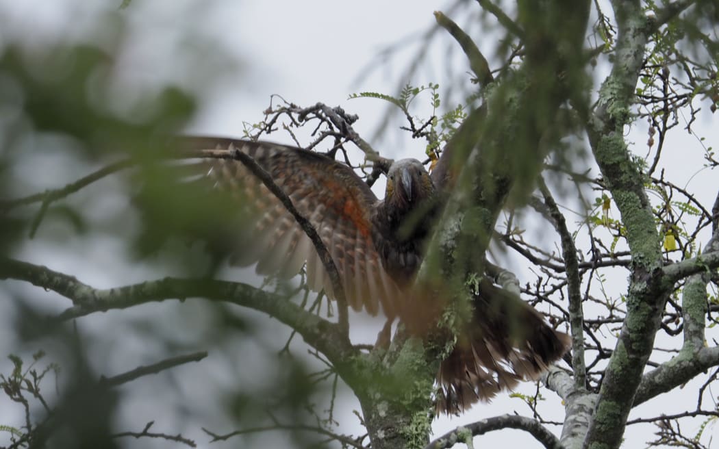 Kākā spotted in New Plymouth, Taranaki.