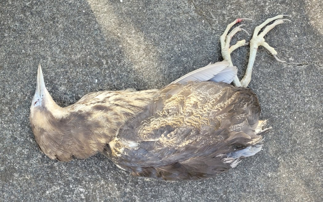 A male matuku-hūrepo/Australasian bittern killed on State Highway 12 near Dargaville.
