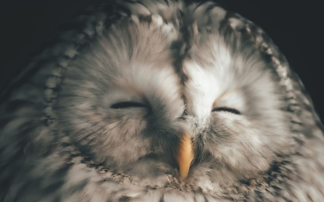 a grey owl with eyes closed