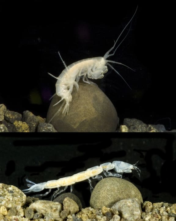 Phreatogammarus fragilis and Cruregens fontanus