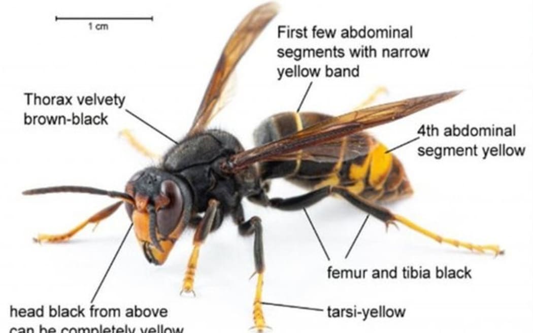 A close-up view of a hornet, showing its features with text labels.