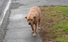 A dog roams the streets in Kaikohe.