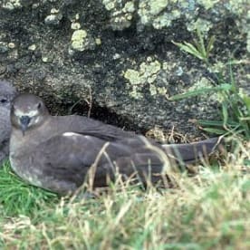 Photo for Kermadec petrel