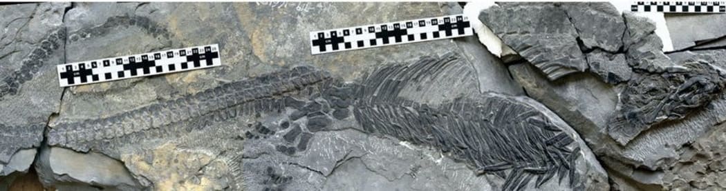 The fossil sheds new light on a 250-million year old mass extinction.