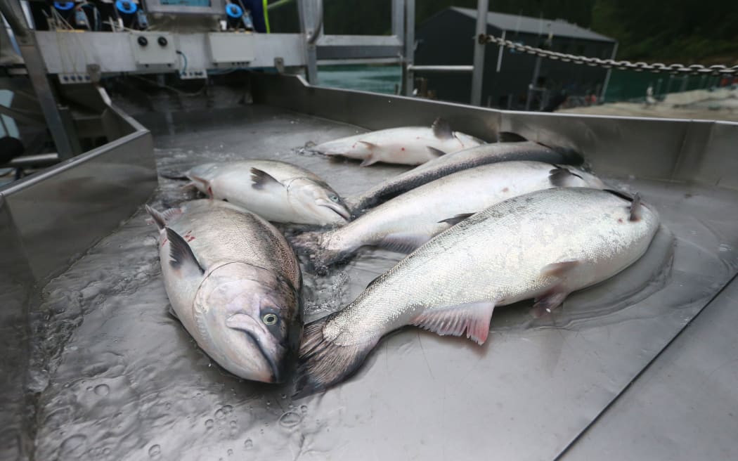 02032017 News , Photo : Scott Hammond/Fairfax NZ
New Zealand King Salmon
Clay Point farm
Tory Channel
Queen Charlotte Sound.
Salmon are harvested with an 'continuous flow' pumping system.
Salmon