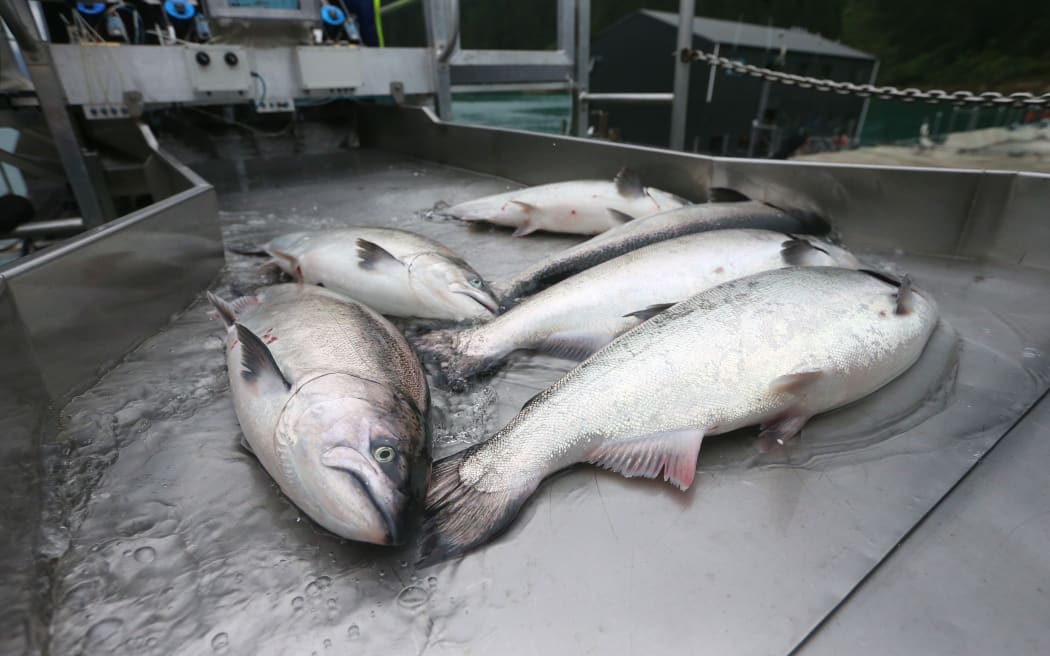 02032017 News , Photo : Scott Hammond/Fairfax NZ
New Zealand King Salmon
Clay Point farm
Tory Channel
Queen Charlotte Sound.
Salmon are harvested with an 'continuous flow' pumping system.
Salmon