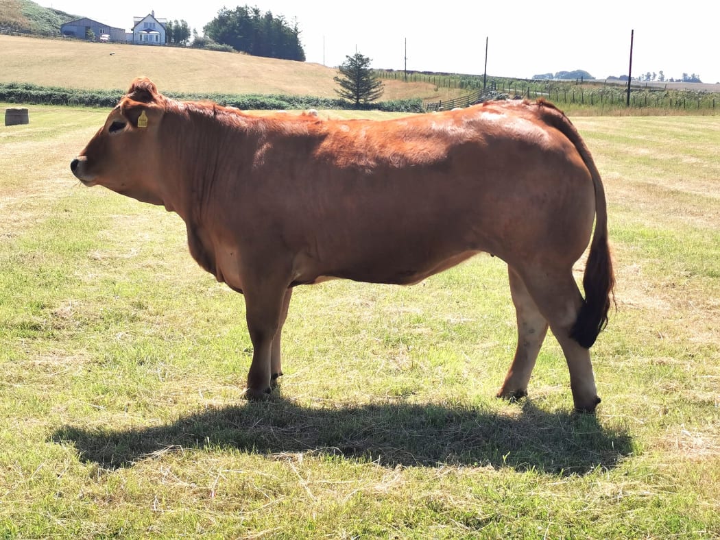 The Islay Ag Show's 2021 Champion of Champions, a two year old Limousin heifer bred by Samara Johnstone