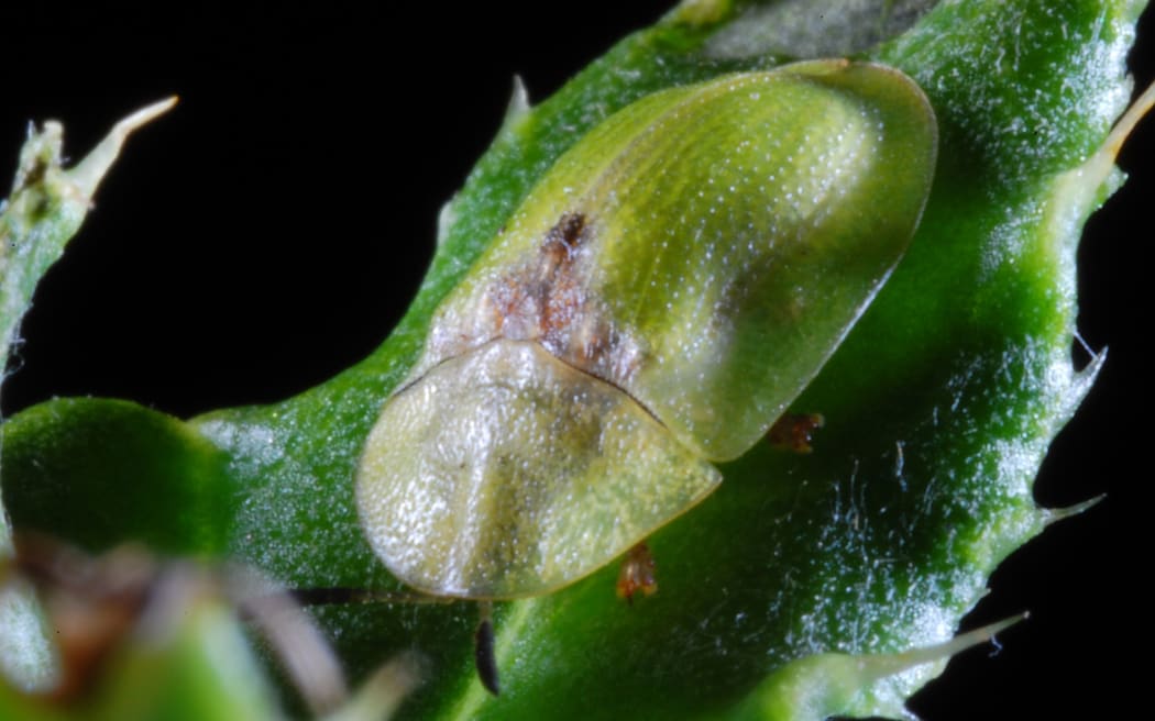 The adult Cassida or thistle beetle.