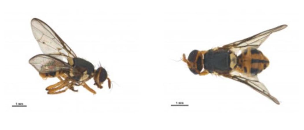 Bactrocera facialis fruit fly found in Otara Auckland