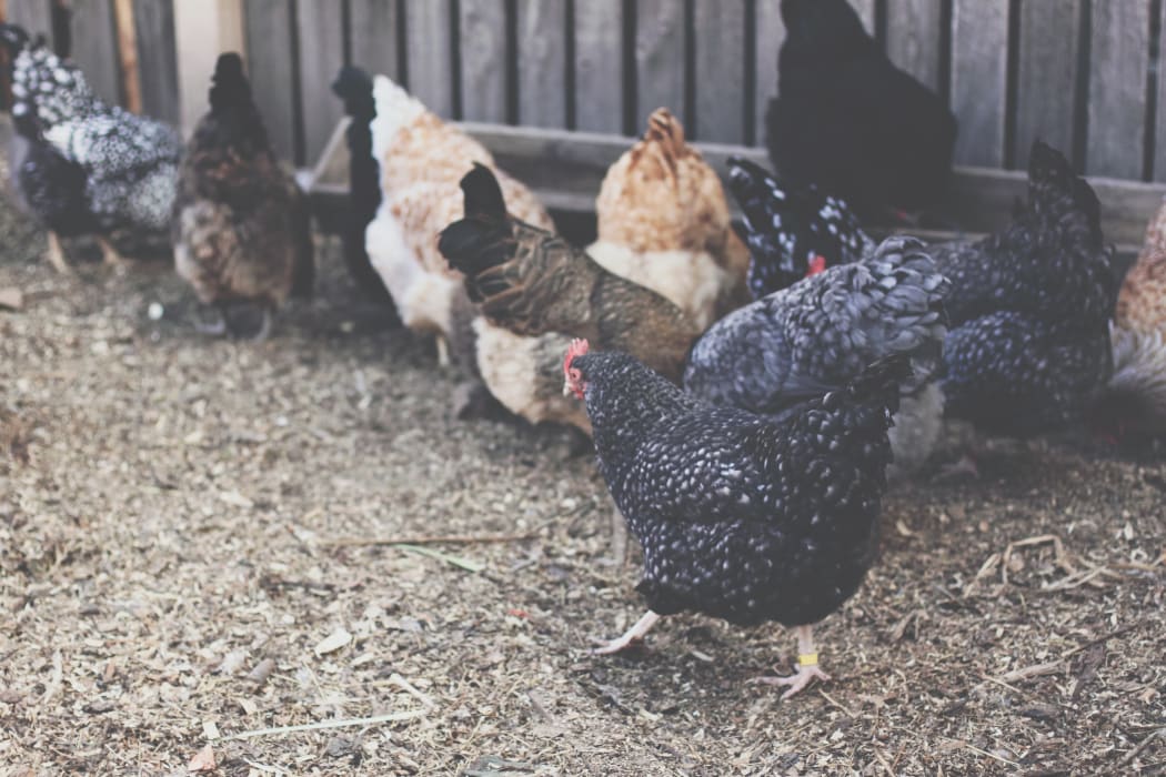 Chickens
