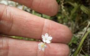 Myosotis petiolata, also called the Hawkes Bay forget-me-not