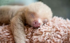 Sloth Love