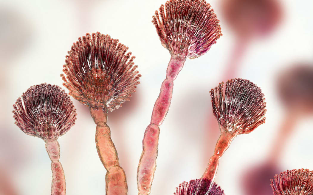 Aflatoxin B1, molecular model of mycotoxin and close-up view of Aspergillus flavus fungus. (Photo by KATERYNA KON/SCIENCE PHOTO LIBRA / KKO / Science Photo Library via AFP)