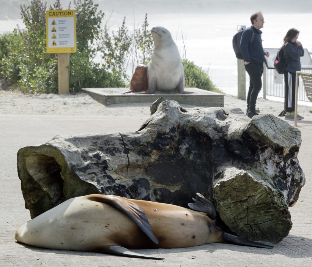 Sea lion Moana sleeps metres away from a statue of her great-grandmother 'Mum'.