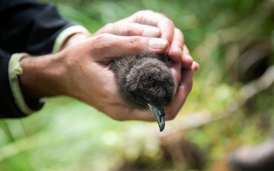 A volunteer holds a Black Petrel chick.