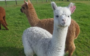 Alpaca