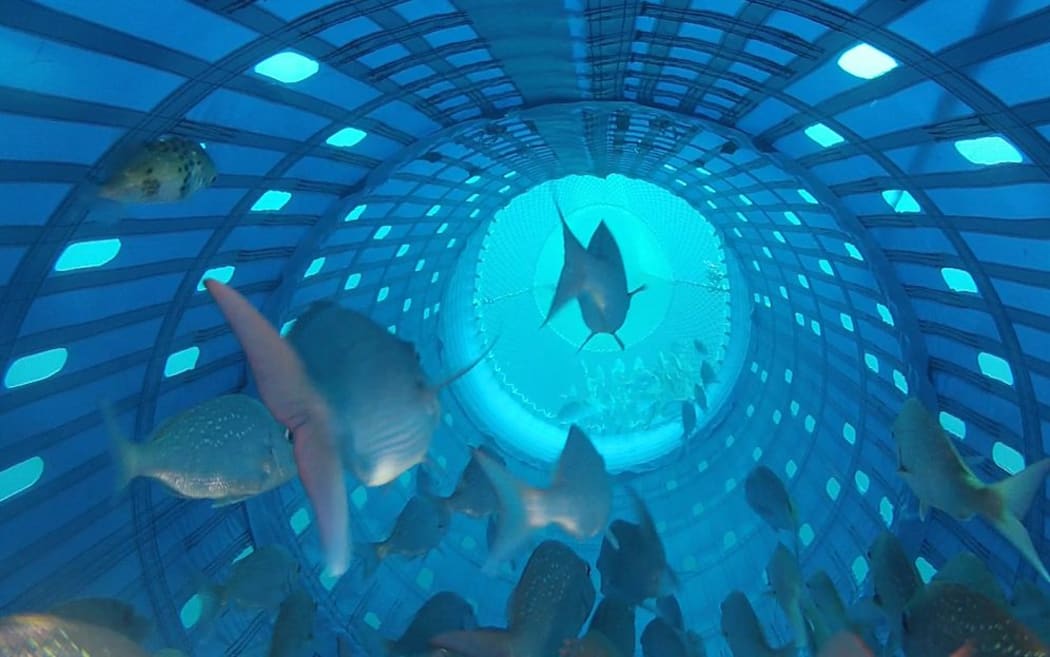 New Zealand Snapper swimming in new Precision Seafood Harvesting technology.