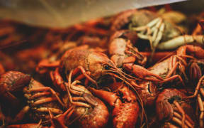 Crayfish