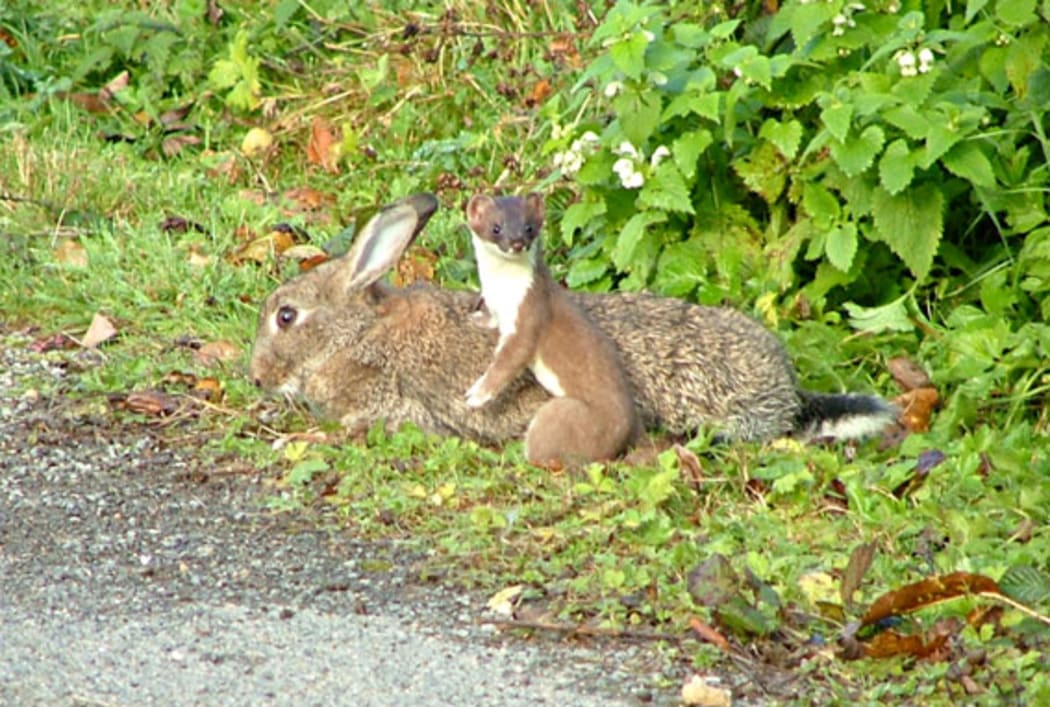 Rabbits are the main diet of stoats like this one, but they also do significant damage to native species.