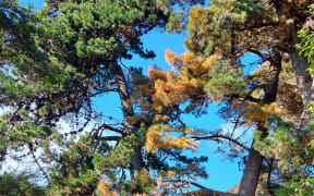 A poisoned pine tree in Dellside Reserve, showing signs of decay.