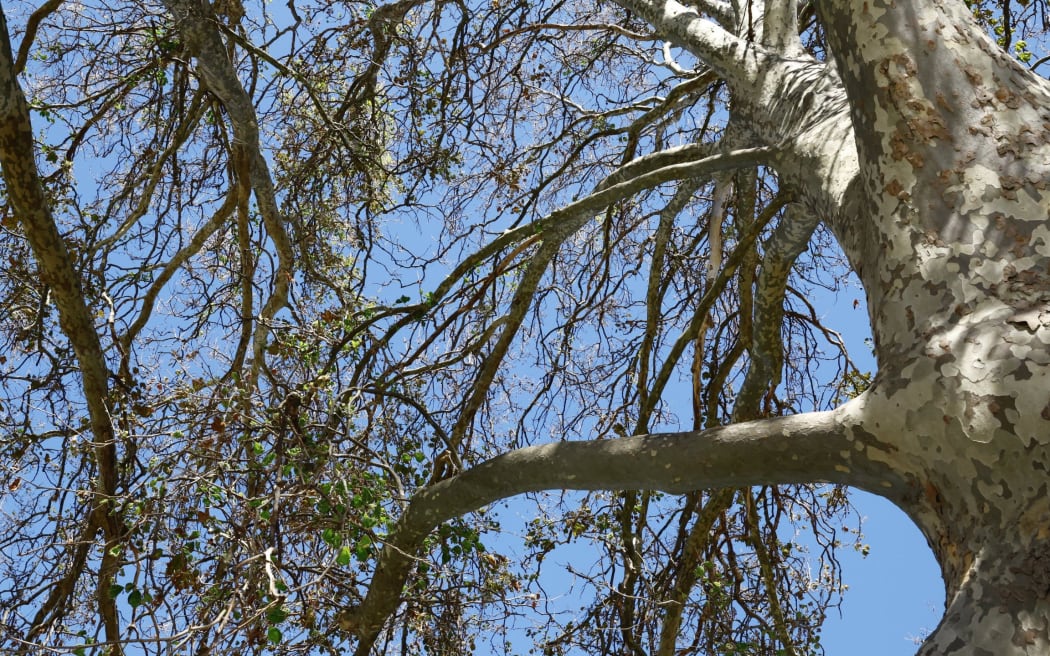 The health of “poisoned trees” at the home of cricket in Marlborough is being closely monitored by council staff and contractors. An arborist first noticed the large plane trees at Blenheim’s Horton Park had holes drilled into them.