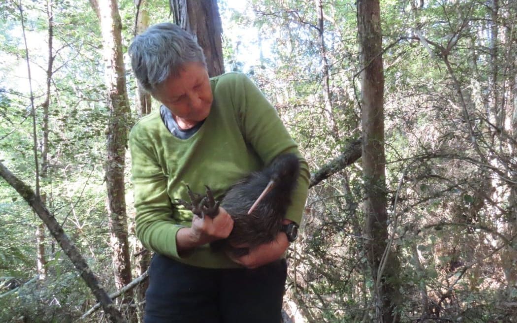 Mahika kiwi bird with a volunteer. The male North Island brown kiwi, named Mahika, was part of the kiwi breeding programme in the park, about 70km north west of Napier.